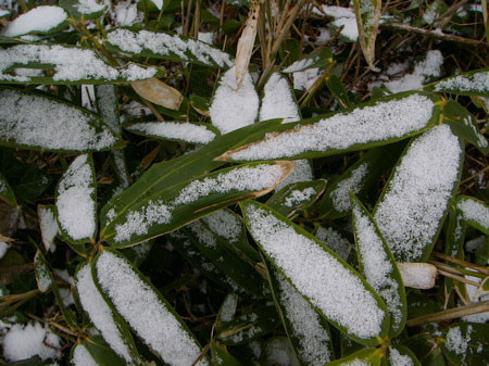 f:id:elmikamino:20080329101339j:image