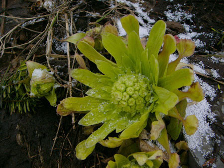 f:id:elmikamino:20080329101453j:image