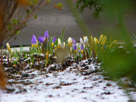 f:id:elmikamino:20080329101501j:image