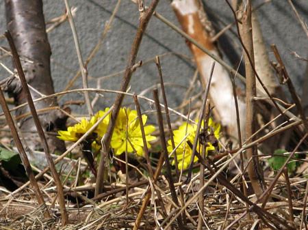f:id:elmikamino:20080330104222j:image