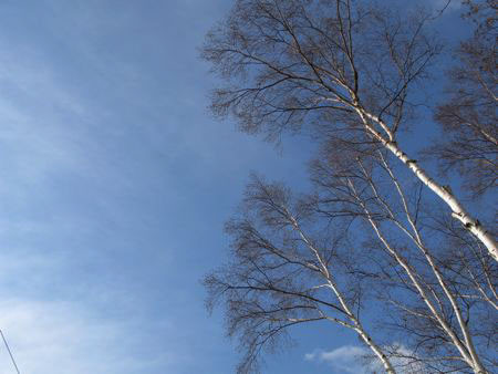 f:id:elmikamino:20080402074122j:image