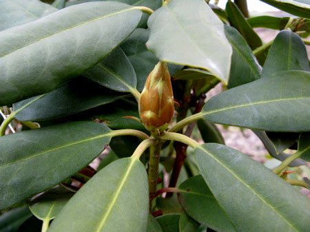 f:id:elmikamino:20080403145410j:image