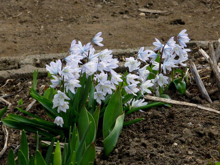 f:id:elmikamino:20080408202658j:image