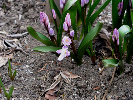 f:id:elmikamino:20080408202659j:image