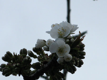 f:id:elmikamino:20080428184352j:image