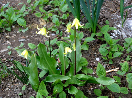 f:id:elmikamino:20080428184353j:image
