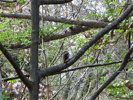 f:id:elmikamino:20080429130123j:image