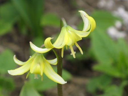 f:id:elmikamino:20080429130124j:image