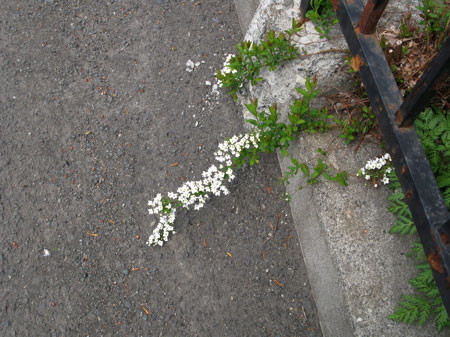 f:id:elmikamino:20080429130125j:image