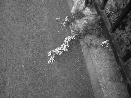 f:id:elmikamino:20080429130127j:image