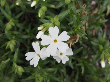 f:id:elmikamino:20080429130128j:image