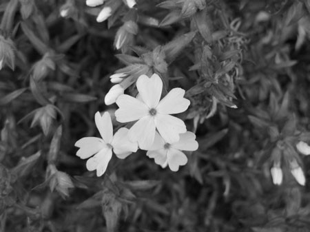 f:id:elmikamino:20080429130129j:image