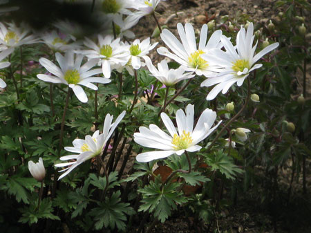 f:id:elmikamino:20080429130130j:image