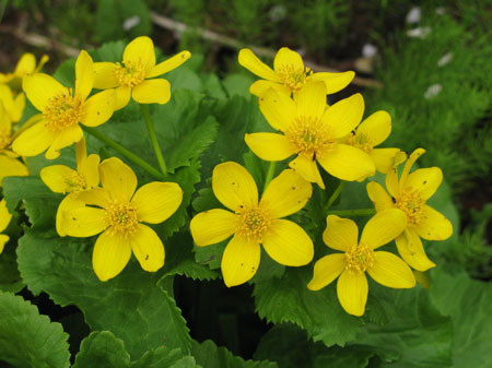 f:id:elmikamino:20080501203059j:image f:id:elmikamino:20080501203059j:image
