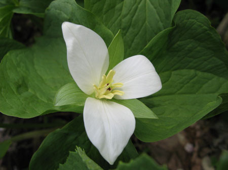 f:id:elmikamino:20080501203206j:image f:id:elmikamino:20080501203206j:image