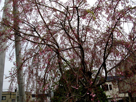 f:id:elmikamino:20080501203235j:image f:id:elmikamino:20080501203235j:image