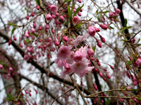 f:id:elmikamino:20080501203236j:image f:id:elmikamino:20080501203236j:image