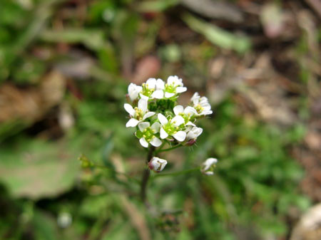 f:id:elmikamino:20080501203237j:image f:id:elmikamino:20080501203237j:image