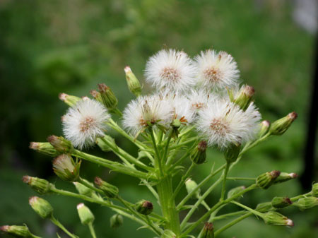 f:id:elmikamino:20080501203239j:image f:id:elmikamino:20080501203239j:image