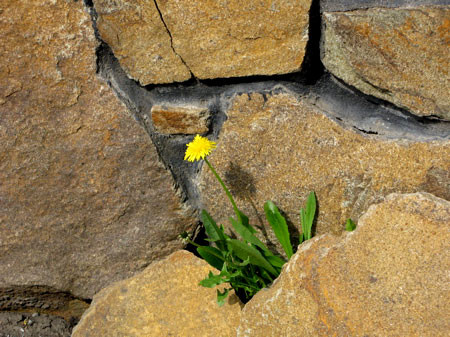 f:id:elmikamino:20080502201831j:image