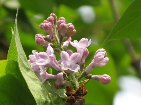 f:id:elmikamino:20080503103409j:image f:id:elmikamino:20080503103409j:image