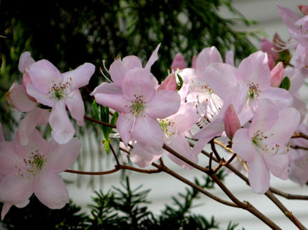 f:id:elmikamino:20080503103410j:image f:id:elmikamino:20080503103410j:image