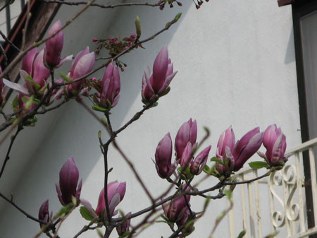 f:id:elmikamino:20080503103412j:image f:id:elmikamino:20080503103412j:image