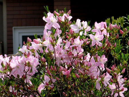 f:id:elmikamino:20080503103413j:image f:id:elmikamino:20080503103413j:image