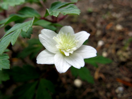 f:id:elmikamino:20080503103414j:image f:id:elmikamino:20080503103414j:image