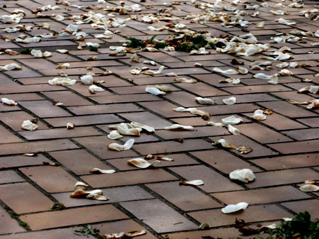 f:id:elmikamino:20080503103415j:image f:id:elmikamino:20080503103415j:image