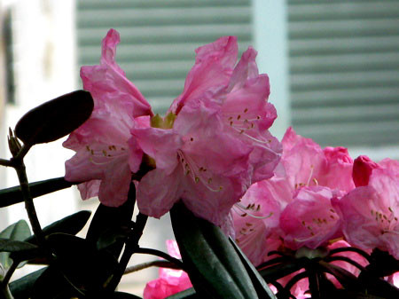 f:id:elmikamino:20080503103416j:image f:id:elmikamino:20080503103416j:image