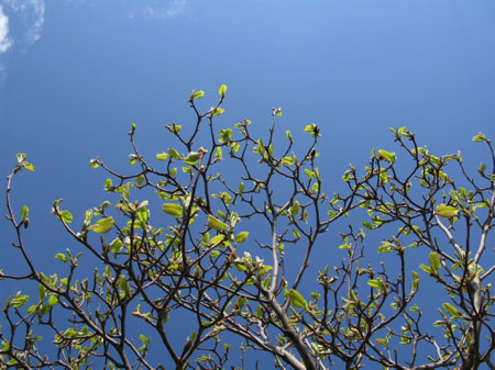 f:id:elmikamino:20080507171039j:image