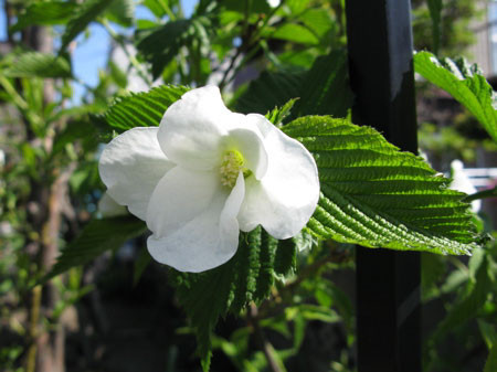 f:id:elmikamino:20080511105732j:image