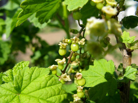 f:id:elmikamino:20080511105733j:image
