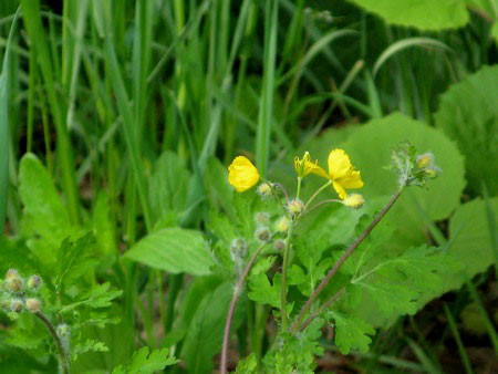 f:id:elmikamino:20080514082712j:image