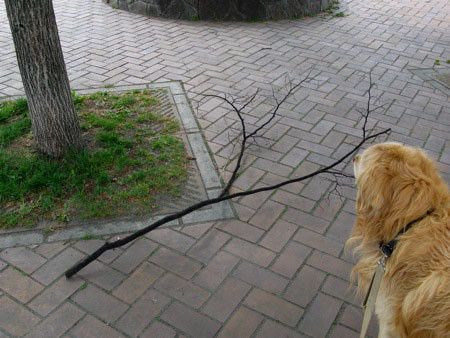 f:id:elmikamino:20080514083825j:image