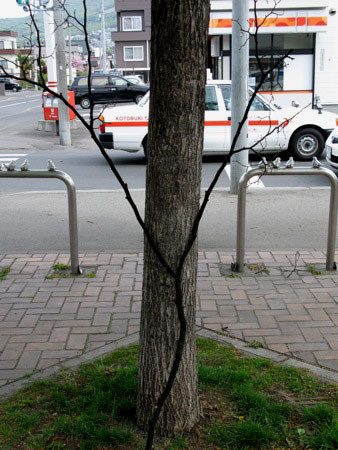 f:id:elmikamino:20080514083911j:image