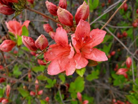 f:id:elmikamino:20080514084320j:image