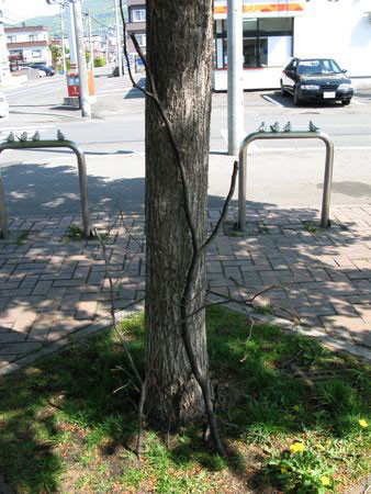 f:id:elmikamino:20080516090030j:image f:id:elmikamino:20080516090030j:image