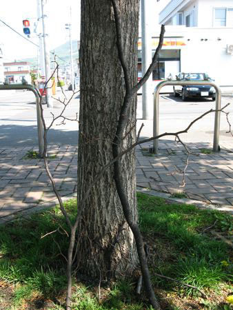 f:id:elmikamino:20080516090034j:image f:id:elmikamino:20080516090034j:image