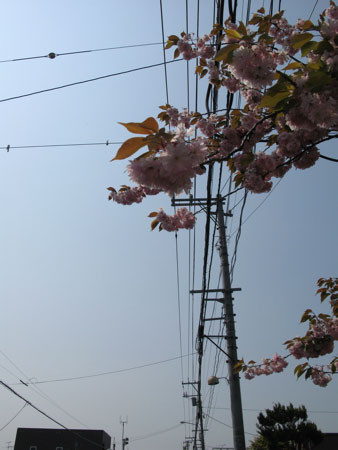 f:id:elmikamino:20080518190741j:image