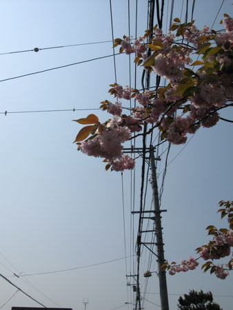 f:id:elmikamino:20080518190742j:image