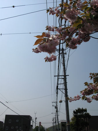 f:id:elmikamino:20080518190743j:image