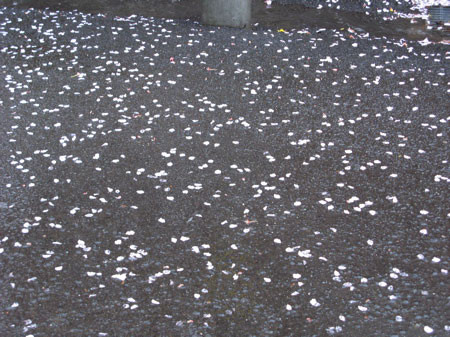 f:id:elmikamino:20080520193418j:image