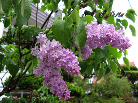 f:id:elmikamino:20080520193420j:image