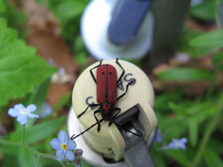 f:id:elmikamino:20080522200903j:image