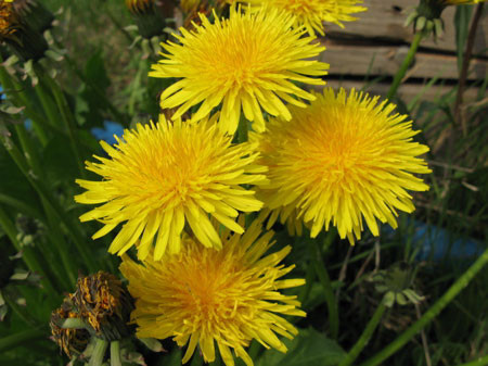 f:id:elmikamino:20080522200904j:image