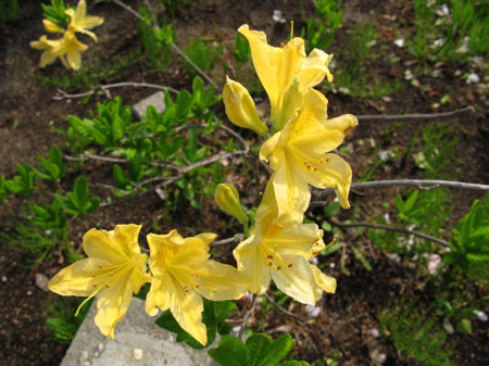 f:id:elmikamino:20080522200905j:image