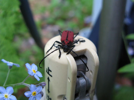 f:id:elmikamino:20080522200906j:image