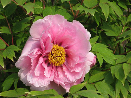 f:id:elmikamino:20080522200907j:image